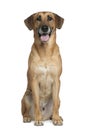 Mixed Malinese dog, 6 years old, sitting Royalty Free Stock Photo