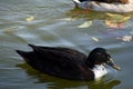Hybrid of Mallard duck Royalty Free Stock Photo