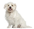 Mixed Maltese dog, 4 years old, sitting Royalty Free Stock Photo