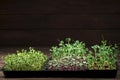 Mixed Microgreens in box on wooden table background Royalty Free Stock Photo