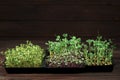 Mixed Microgreens in box on wooden table background Royalty Free Stock Photo