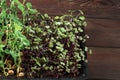 Mixed Microgreens in box on wooden table background Royalty Free Stock Photo