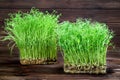Mixed Microgreens of clover and pea in box on wooden table background Royalty Free Stock Photo