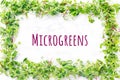 Mixed microgreens frame. Superfood snack, healthy eating, plant diet, vegan concept