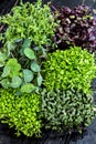 MIXED MICROGREENS Royalty Free Stock Photo