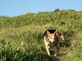 Mixed mongrel stray dog on the garden