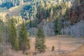 Mixed mountain forest in late fall, side-lit by the evening sun. Royalty Free Stock Photo