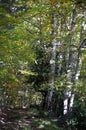 Mixed mountain forests of the Ordesa-ViÃÂ±amala Biosphere Reserve, Pyrenees Royalty Free Stock Photo