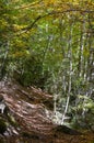 Mixed mountain forests of the Ordesa-ViÃÂ±amala Biosphere Reserve, Pyrenees Royalty Free Stock Photo