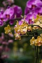 Mixed orchid background