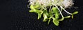 Mixed organic micro greens on black background with water drops. Fresh sunflower and heap of alfalfa micro green sprouts Royalty Free Stock Photo