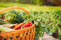 Mixed organic vegetables and wicker basket Royalty Free Stock Photo