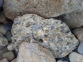 Mixed Pebbles in Concrete Royalty Free Stock Photo