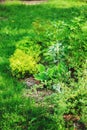 Mixed perennial border with hostas, spirea, delphinium and Stachys in summer