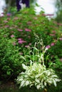 Mixed perennial border with hostas, spirea japonica, delphinium and other perennials