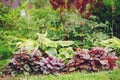 Mixed perennials combination in summer garden Royalty Free Stock Photo