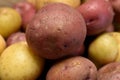 Mixed Pile of Baby Red and Yellow Potatoes Royalty Free Stock Photo