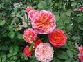 Mixed pink and red roses in tropical garden