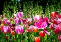 Mixed pink and red Spring tulips on a field Royalty Free Stock Photo