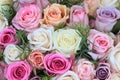 Mixed pink roses