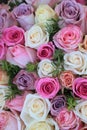 Mixed pink roses