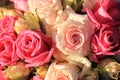 Mixed pink roses