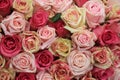 Mixed pink roses