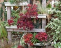 Mixed plant arrangement