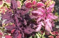 Mixed plant colour coleus