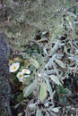 white primulas below sage Royalty Free Stock Photo