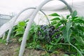 Mixed planting of vegetables and herbs in a home greenhouse. Homegrown gardening and farming