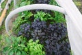 Mixed planting of vegetables and herbs in a home greenhouse. Homegrown gardening and farming