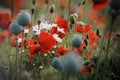 Poppy field in late summer Royalty Free Stock Photo