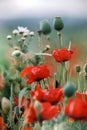 Poppy field in late summer Royalty Free Stock Photo