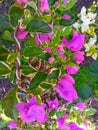 Mixed Purple White Bougainvillea flower