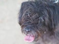 mixed race poodle schnauzer black dog enjoy nature in the park Royalty Free Stock Photo