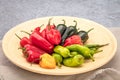 Mixed red and green chillies in bowl Royalty Free Stock Photo