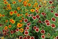A mixed red, white and yellow `Jazzy Group` zinnia flower Royalty Free Stock Photo