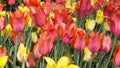 Beautiful mixed red and yellow Tulips