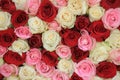 Mixed rose bouquet Royalty Free Stock Photo