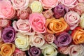 Mixed pastel roses