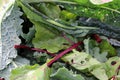 Mixed Salad Greens Royalty Free Stock Photo