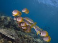 Mixed school of philippine butterflyfish and ocean oriental sweetlips Tulamben 01 Royalty Free Stock Photo