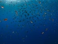 Mixed school of sergeant major, Abudefduf saxatilis, and Brown chromis, Chromis multilineata. Bonaire. Caribbean Diving holiday Royalty Free Stock Photo