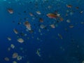 Mixed school of sergeant major, Abudefduf saxatilis, and Brown chromis, Chromis multilineata. Bonaire. Caribbean Diving holiday Royalty Free Stock Photo