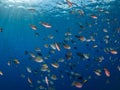 Mixed school of sergeant major, Abudefduf saxatilis, and Brown chromis, Chromis multilineata. Bonaire. Caribbean Diving holiday Royalty Free Stock Photo