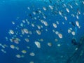 Mixed school of sergeant major, Abudefduf saxatilis, and Brown chromis, Chromis multilineata. Bonaire. Caribbean Diving holiday Royalty Free Stock Photo