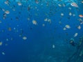 Mixed school of sergeant major, Abudefduf saxatilis, and Brown chromis, Chromis multilineata. Bonaire. Caribbean Diving holiday Royalty Free Stock Photo