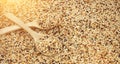 Mixed seed for feed bird as nature food background - Top view of white , brown and black grains on wooden spoon