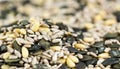 Mixed Seeds (selective focus) for use as background image or as Royalty Free Stock Photo